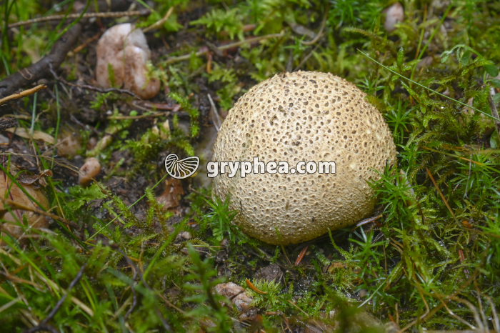 Champignon - gryphea.com